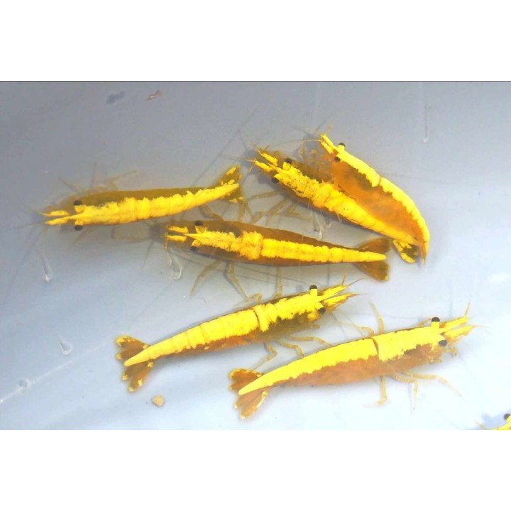 Crevettes jaunes Yellow Fire – Neocaridina davidi