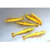 Crevette davidi Yellow fire Grade A 1.5-2cm lots