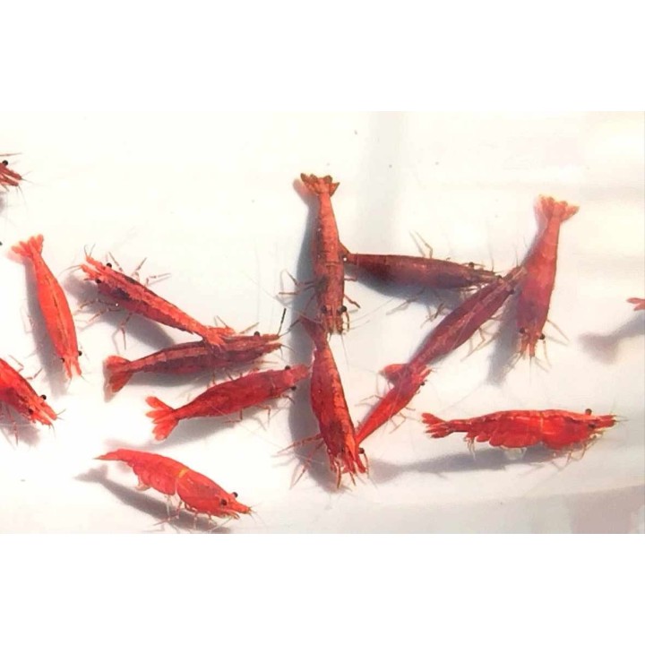 Red Sakura Shrimp – Neocaridina davidi | NeoTropic