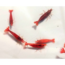 Crevette davidi Sakura Red 1.5cm Lots