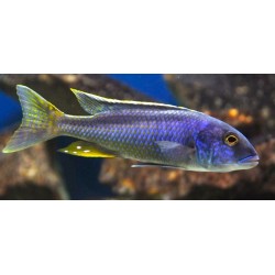 Buccochromis spectabilis 10-13cm