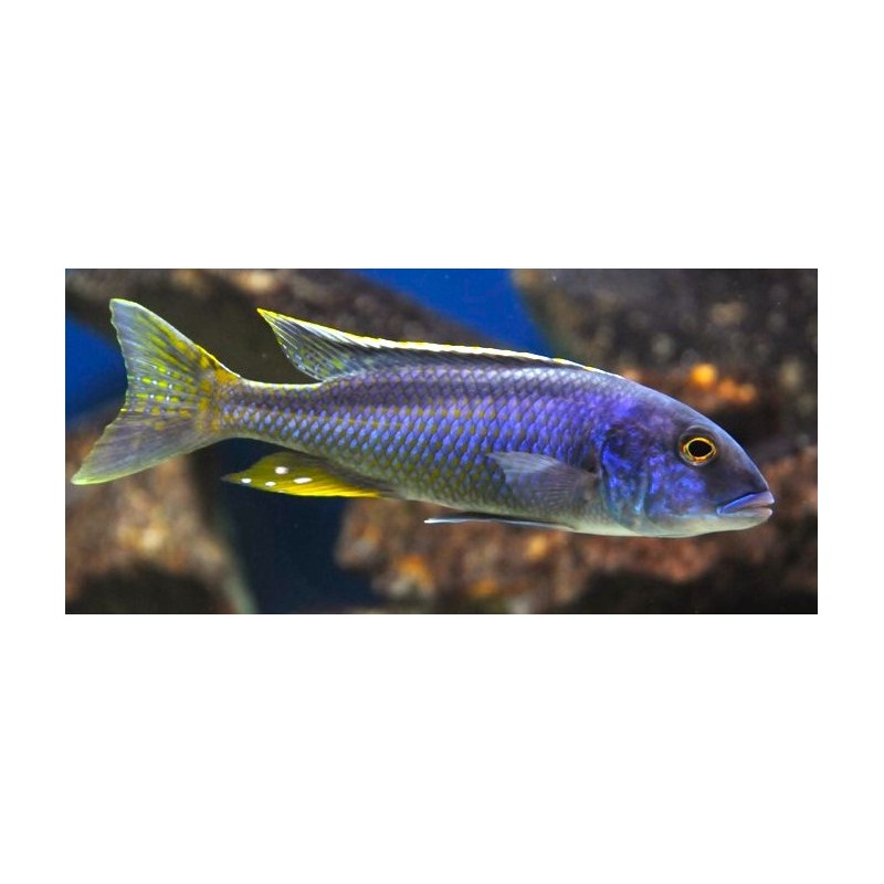 Buccochromis spectabilis 10-13cm