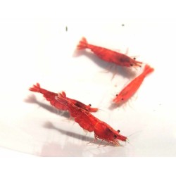 Crevette davidi Sakura Red 1.5cm Lots