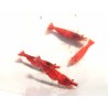 Crevette davidi Sakura Red 1.5cm Lots