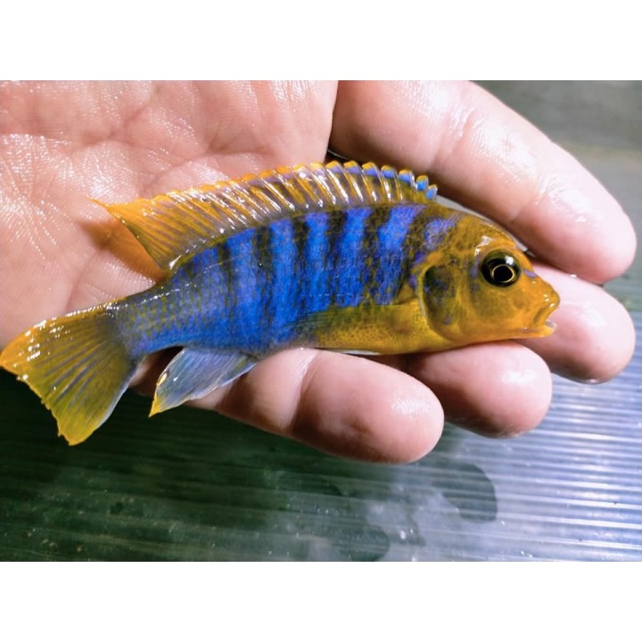 Metriaclima hajomaylandi Chiteko F1 – cichlidé Mbuna Malawi 7-9 cm