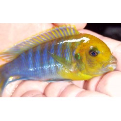 Metriaclima hajomaylandi Chiteko F1 élevage 7-9cm