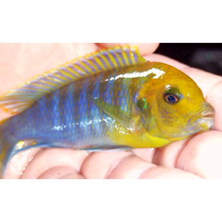 Metriaclima hajomaylandi Chiteko F1 7-9 cm | NeoTropic