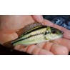 Chilotilapia euchilus Mbenji Sauvage L