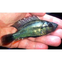 Haplochromis sp.Nawampassa, Elevage France Cichlidé africain Victoria
