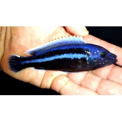 Melanochromis chipokae Chidunga F2 6-9cm