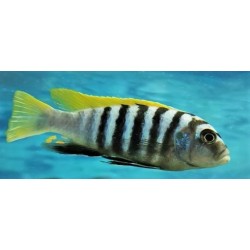 Cynotilapia zebroides Jalo reef 6-9cm