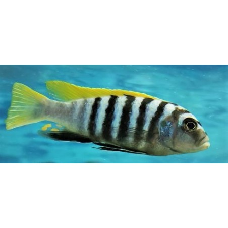 Cynotilapia zebroides Jalo reef 6-9cm