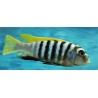 Cynotilapia zebroides Jalo reef 6-9cm