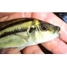 Chilotilapia euchilus Mbenji Sauvage L