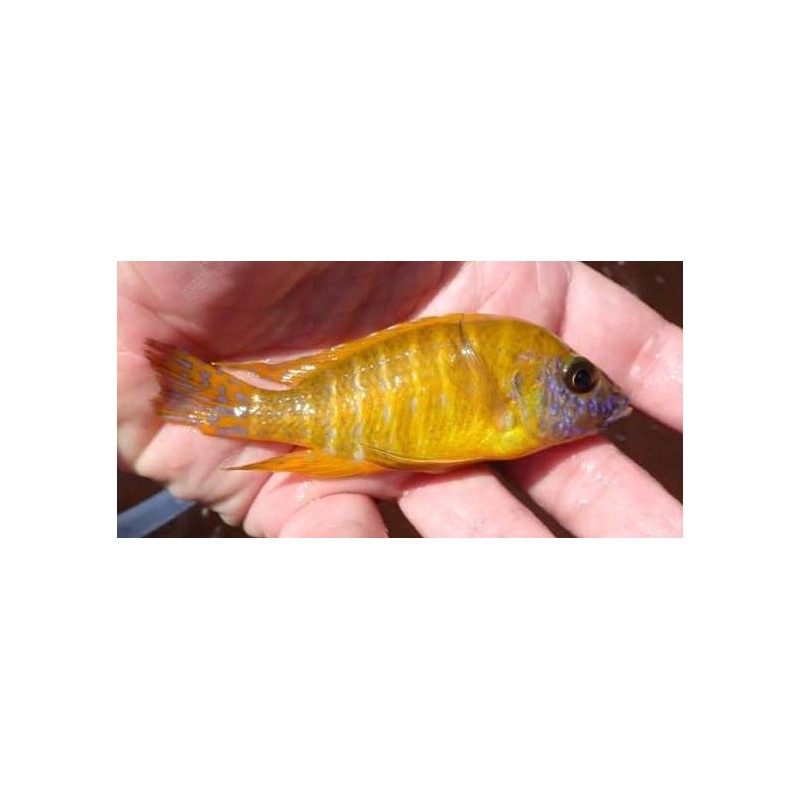 Aulonocara sp.stuartgranti maleri Maleri