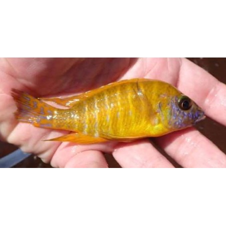 Aulonocara sp.stuartgranti maleri Maleri