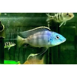 Protomelas fenestratus Chitimba – cichlidé du lac Malawi 7-10 cm