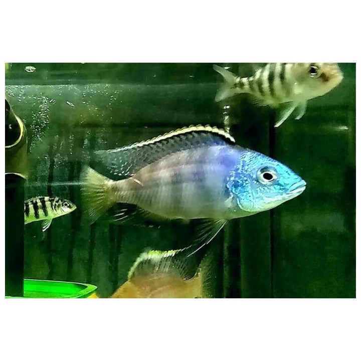 Protomelas fenestratus Chitimba – cichlidé du lac Malawi 7-10 cm