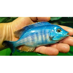 Placidochromis sp.electra blue Hongi Island