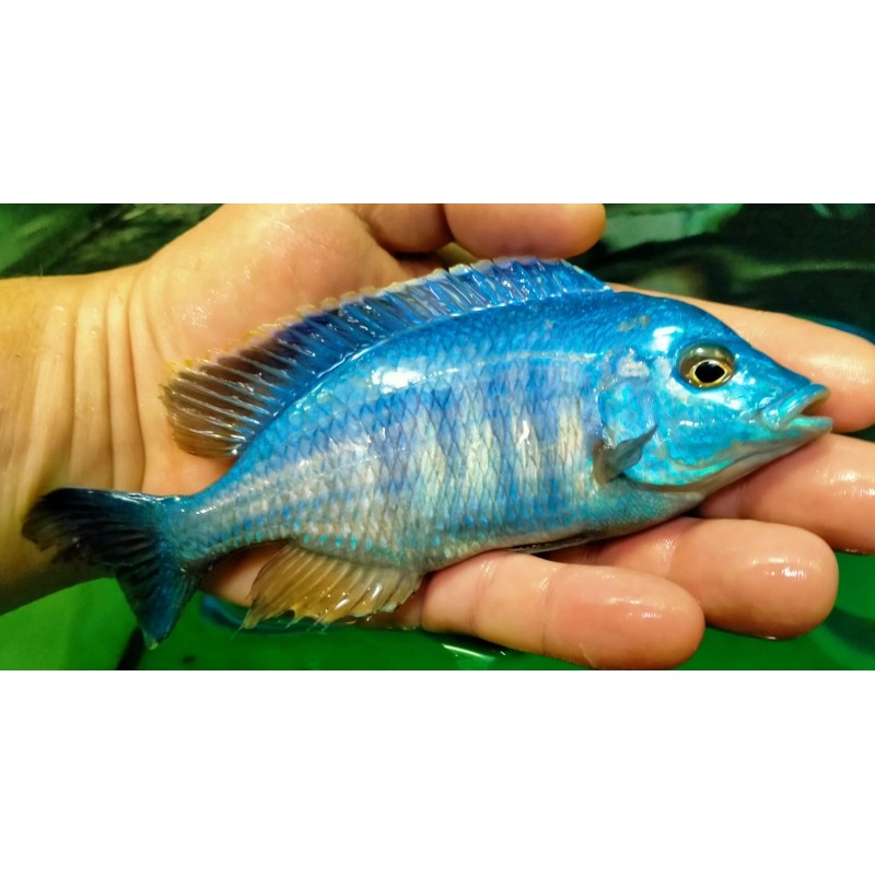 Placidochromis sp.electra blue Hongi Island 7-9cm