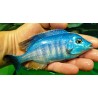 Placidochromis sp.electra blue Hongi Island