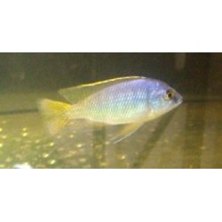 Protomelas virgatus Mbenji F1 élevage