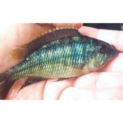 Protomelas virgatus Mbenji F1 élevage