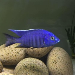 Copadichromis azureus Mbenji Island 7-9cm élevage
