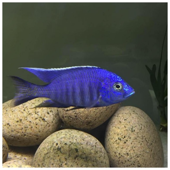 Copadichromis azureus Mbenji Island – cichlidé bleu du lac Malawi en aquarium