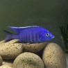 Copadichromis azureus Mbenji Island 7-9cm élevage
