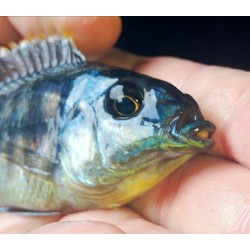 Protomelas virgatus Mbenji F1 élevage