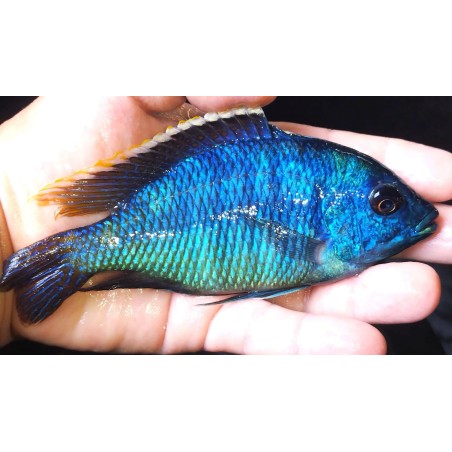 Protomelas virgatus Mbenji F1 élevage