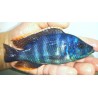 Placidochromis milomo Mbenji 4-6cm