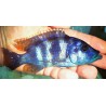 Placidochromis milomo Mbenji 4-6cm