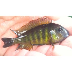 Tropheus brichardi Kipilli 3-4cm