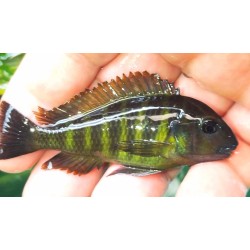 Tropheus brichardi Kipilli 3-4cm