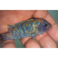 Metriaclima estherae Minos reef 6-8cm MCAT élevage