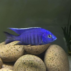 Copadichromis azureus Mbenji Island Sauvage