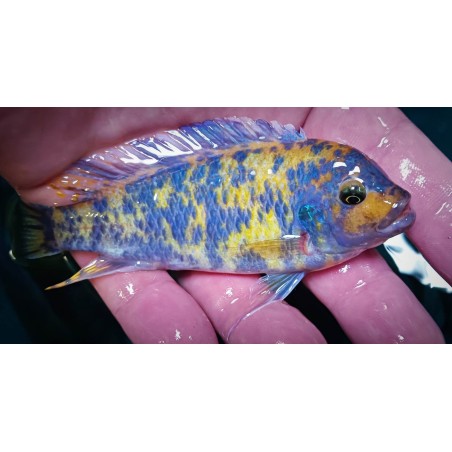 Metriaclima estherae Minos reef 6-8cm MCAT élevage