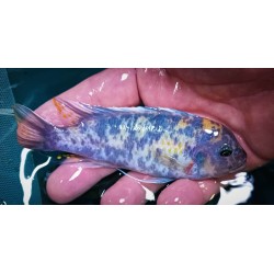 Metriaclima estherae Minos reef 6-8cm MCAT élevage