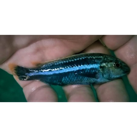 Melanochromis auratus Maleri Island F1 5-7cm