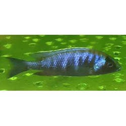 Placidochromis sp.electra black mask Narungu F1 10-12cm - Rare: premier import!