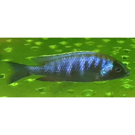 Placidochromis sp.electra black mask Narungu F1 10-12cm - Rare: premier import!