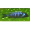 Placidochromis sp.electra black mask Narungu F1 10-12cm - Rare: premier import!