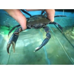 Potamonautes orbitospinnus- crabe bleu du Malawi Sauvages- Très Rare!!