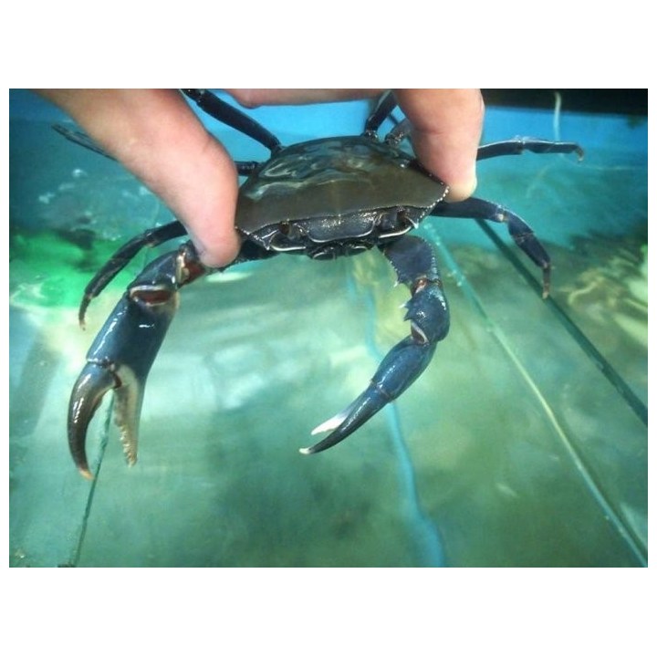 Potamonautes orbitospinus – crabe bleu du Malawi sauvage en aquarium