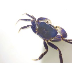 Potamonautes orbitospinnus lirraguensis. Crabe bleu du Malawi Sauvage