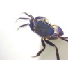 Potamonautes orbitospinnus- crabe bleu du Malawi Sauvages- Très Rare!!