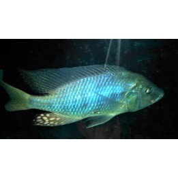 Ctenopharynx intermedius Makokola Reef F2 8-11 cm – Rare | NeoTropic