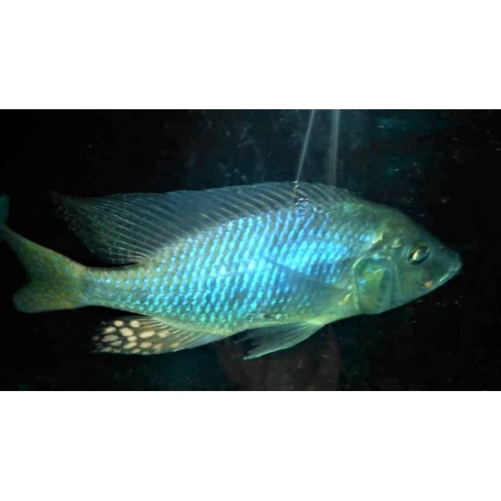 Ctenopharynx intermedius Makokola Reef F2 8-11 cm – Rare | NeoTropic